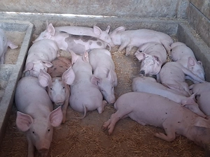 vând purcei de  11 săptămâni, medie 20 kg