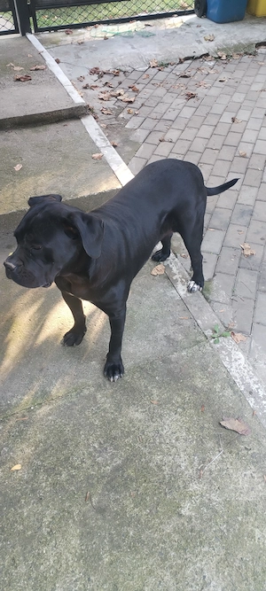 Femela Cane corso - imagine 2