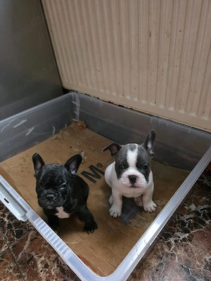 Vănd cătelusi rasa Buldog Francez Băiat si Fată 