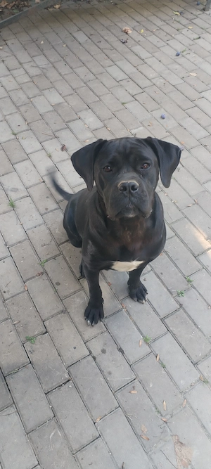 Femela Cane corso