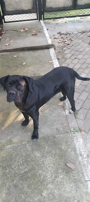 Femela Cane corso - imagine 3