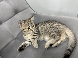Motan Scottish Straight Brown Tabby născut pe 21 Iunie - imagine 2