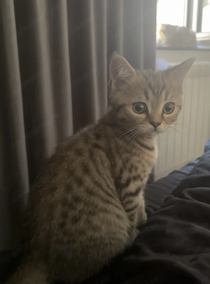 Motan Scottish Straight Brown Tabby născut pe 21 Iunie - imagine 4