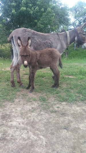 Lapte de măgăriță proaspăt.