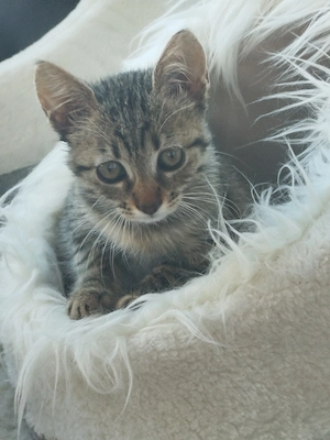 Pisica mica și frumușică - pentru adopție  - imagine 5