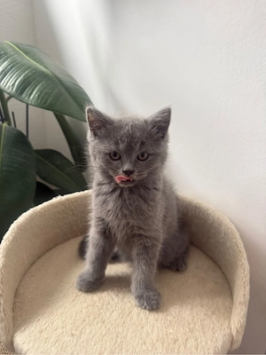 british shorthair