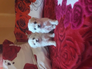 Bichon talie mică  - imagine 2