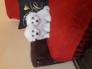 Bichon talie mică băieți - imagine 2