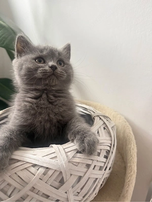 british shorthair