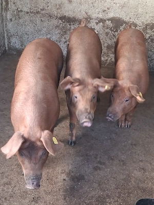 Duroc 60 70 kg - imagine 4