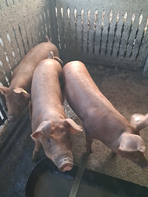 Duroc 60 70 kg - imagine 3