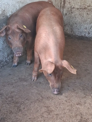 Duroc 60 70 kg - imagine 2