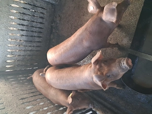  2 Porci Duroc castrati si deparazitati  60 70 kg - imagine 4