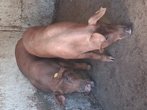 Porci duroc castrati si deparazitati  60 70 kg - imagine 2