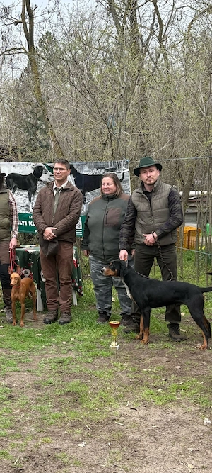 Copoi ardelenesc cu pedigree de tip B - imagine 5