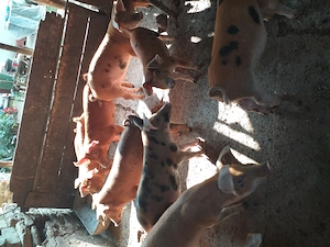 Vând 11 purcei de patru luni,  8 mascuri și trei purcele 500 de lei bucata