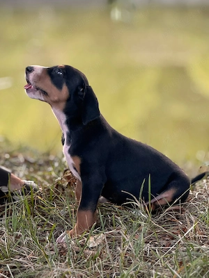 Copoi ardelenesc cu pedigree de tip B - imagine 2