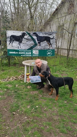 Copoi ardelenesc cu pedigree de tip B - imagine 4