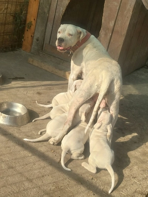 Dogo Argentino  Dog argentinian - imagine 5