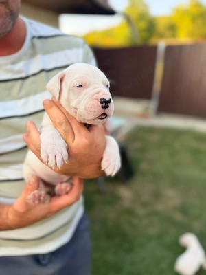 Dogo Argentino  Dog argentinian