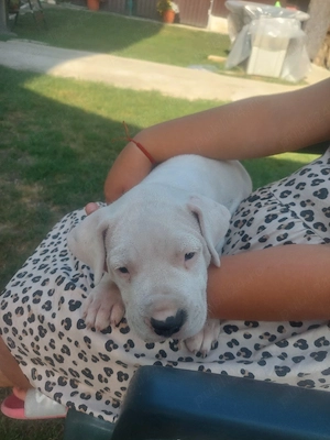 Dogo Argentino  Dog argentinian - imagine 4