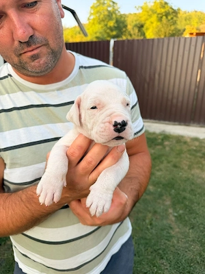 Dogo Argentino  Dog argentinian - imagine 2