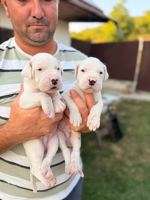 Dogo Argentino  Dog argentinian - imagine 3