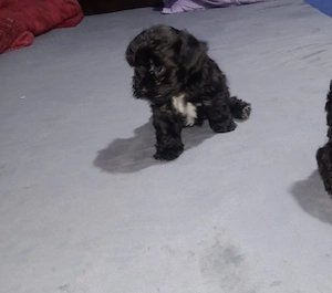 Cățelușă Bichon Havanez de vânzare