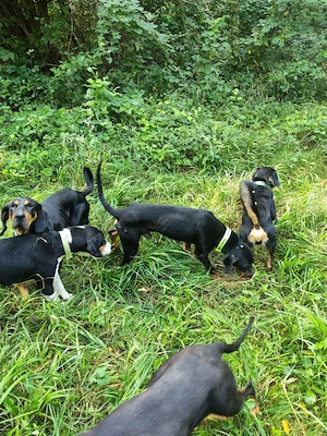 Câine de vanatoare copoi ardelenesc 