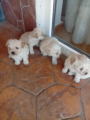 Cățeii bichon Visina - imagine 2