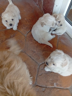 Cățeii bichon Visina - imagine 3