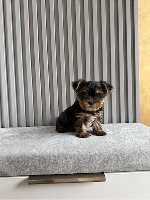 Yorkshire Terrier  Craiova