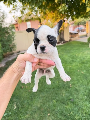 Bulldog francez