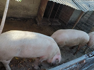 vand porci
