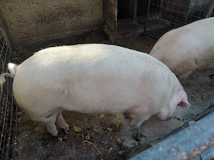 vand porci - imagine 5