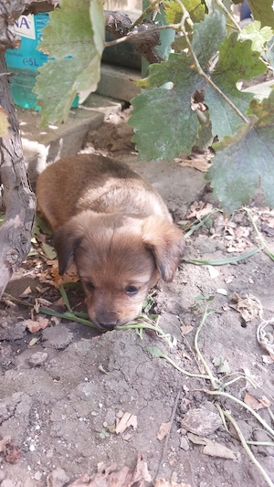 Dau spre adoptie catelusi talie mica gratis - imagine 5
