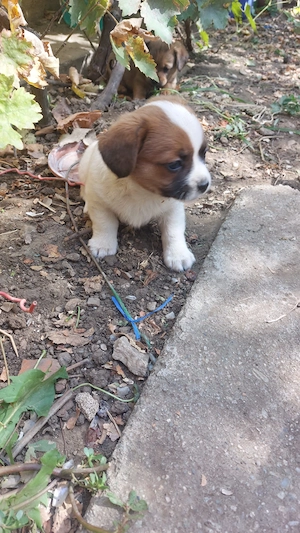 Dau spre adoptie catelusi talie mica gratis - imagine 4