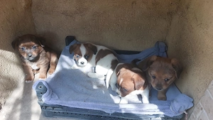 Dau spre adoptie catelusi talie mica gratis