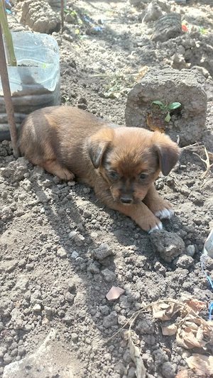 Dau spre adoptie catelusi talie mica gratis - imagine 3