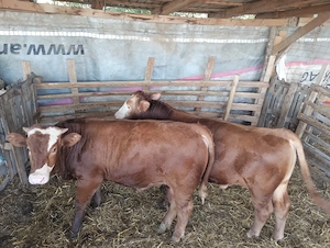 Vând doi vitei limuzin