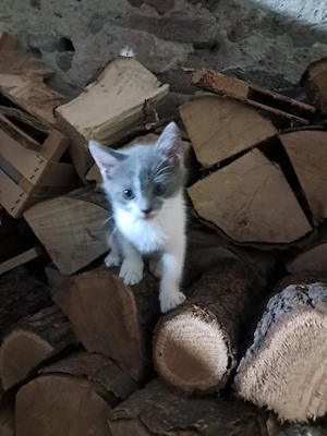 Pisicuțe adoptie - imagine 2
