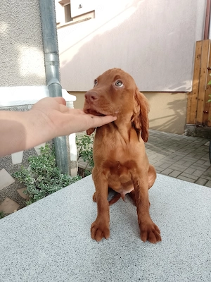 Vizsla viszla vijla Maghiar  - imagine 3