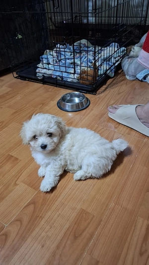 Vand pui Bichon Maltez - imagine 5