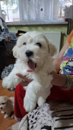 Vand pui Bichon Maltez - imagine 2