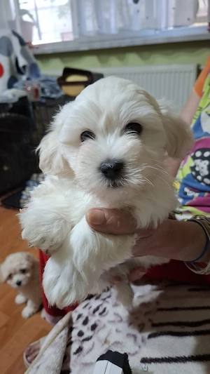 Vand pui Bichon Maltez - imagine 3