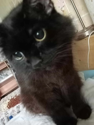 Ajutor pentru adoptie - imagine 2