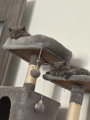 Pui Pisica - British Longhair - 2+luni - imagine 4