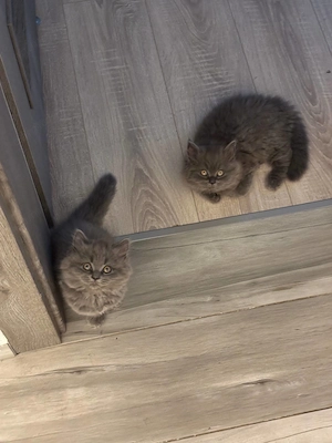 Pui Pisica - British Longhair - 2+luni - imagine 2