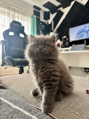 Pui Pisica - British Longhair - 2+luni