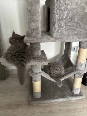Pui Pisica - British Longhair - 2+luni - imagine 3